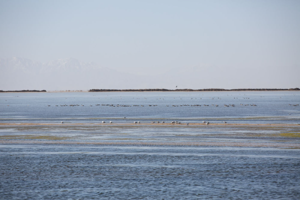鸟儿在青海察尔汗盐湖边的淡水湖上栖息（2017年9月10日摄）。新华社记者 金立旺 摄