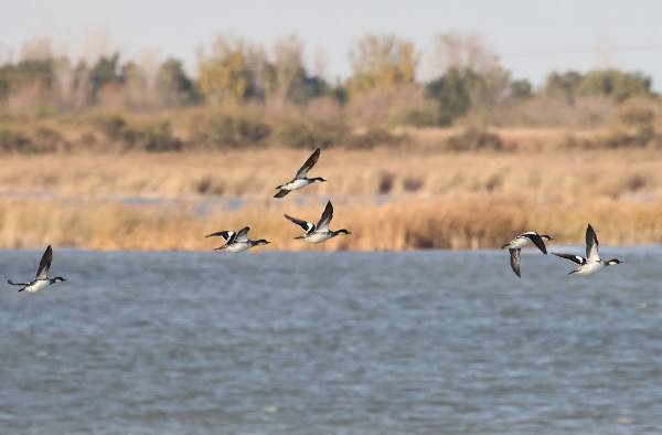 2023年11月12日，在黄河三角洲国家级自然保护区，越冬候鸟在飞翔。新华社记者 徐速绘 摄