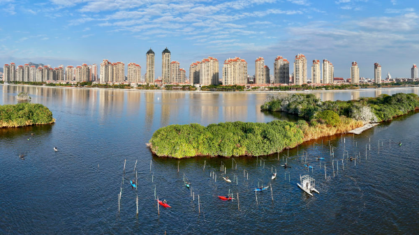 这是2024年1月24日拍摄的厦门杏林湾一带湿地景观（无人机全景照片）。新华社记者 姜克红 摄