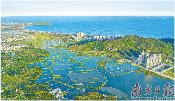 广东沿海各县发力县域经济，加快打造“粤海粮仓”。南方日报记者 张令 摄