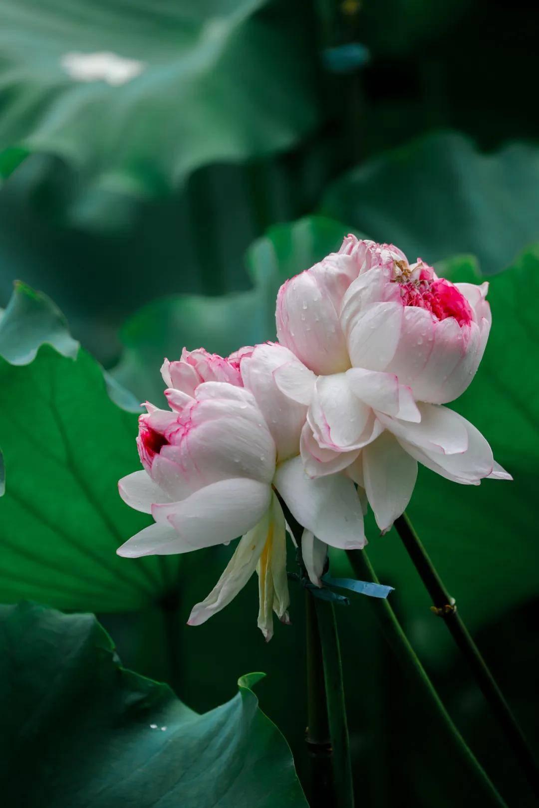 1759579484245933.jpg 并蒂花1.jpg